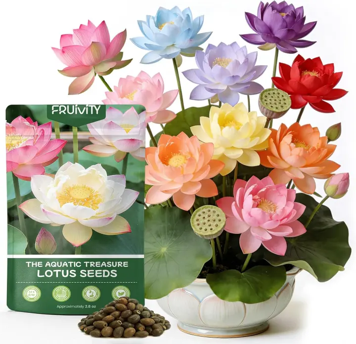 60-Pack Live Bowl Lotus Seeds for Ponds, Containers & Indoor Bonsai