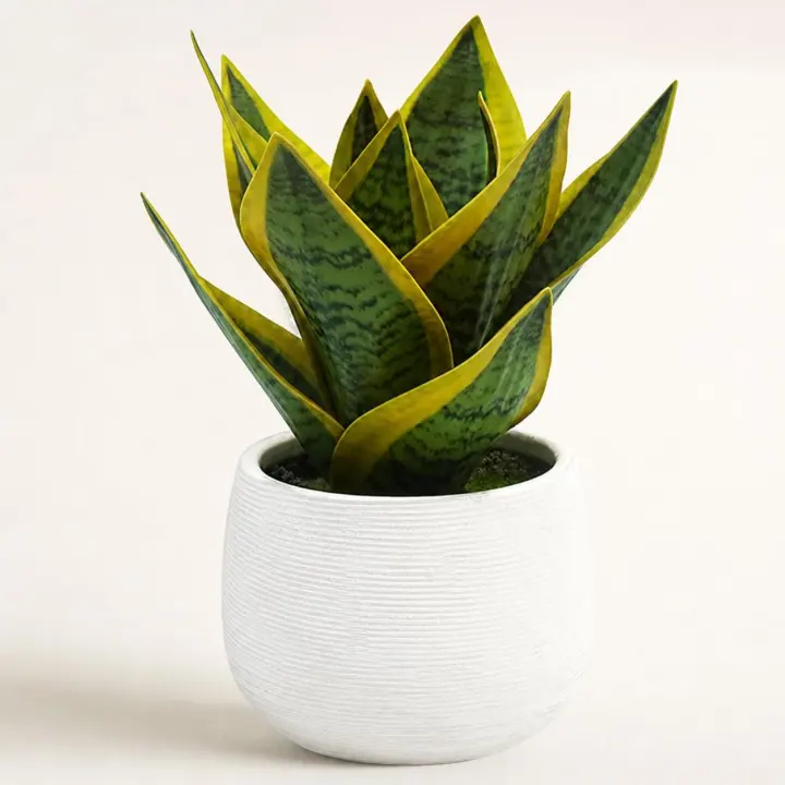 8" Faux Snake Plant in White Ceramic Pot — 8-inch Desk Plant