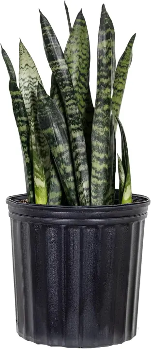Live Sansevieria Zeylanica Snake Plant — 20–25 in in 10-inch Pot