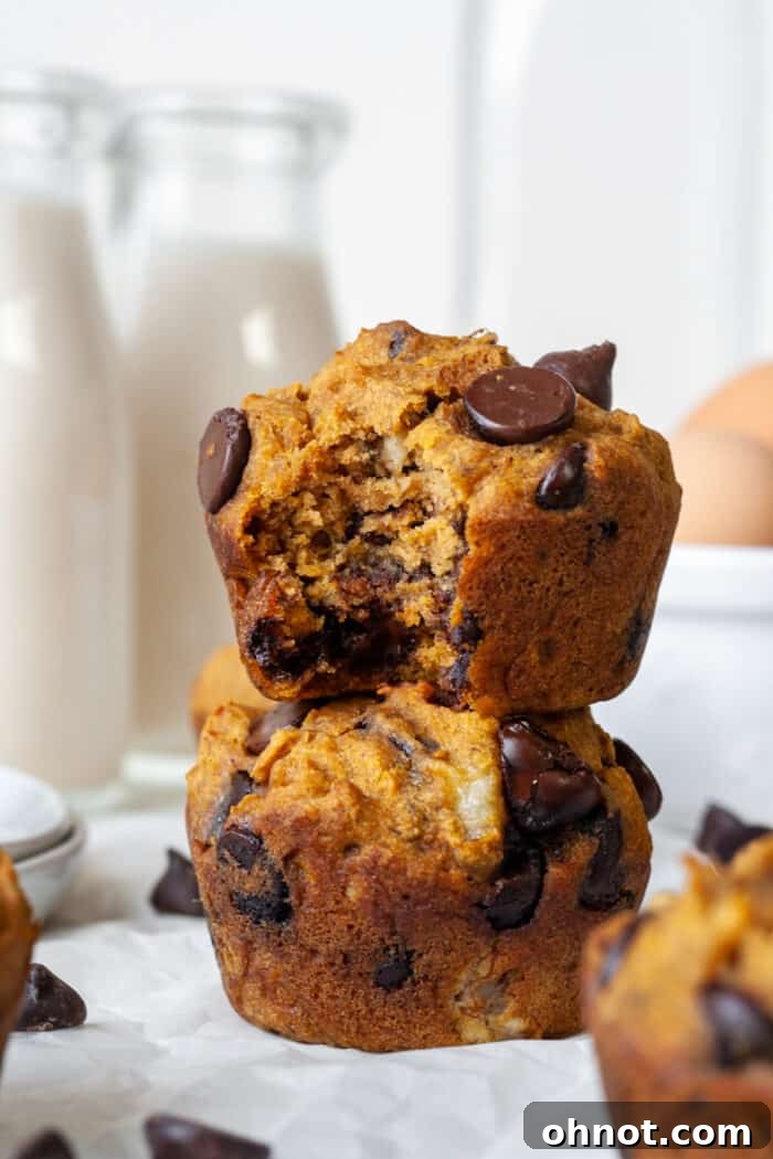 Pumpkin banana muffins with chocolate chips
