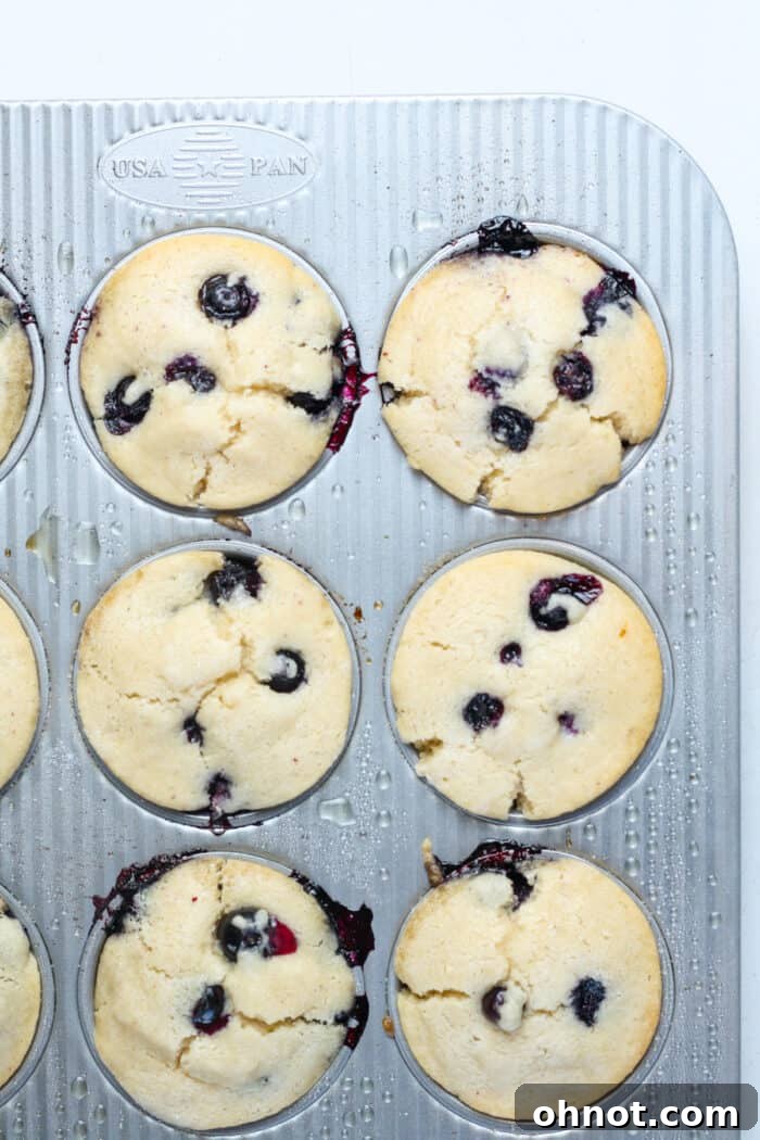 Freshly baked vegan blueberry muffins in the pan, golden brown and puffed.