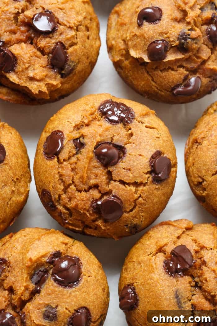 Delicious gluten free pumpkin muffins with a generous sprinkle of chocolate chips, perfect for fall.