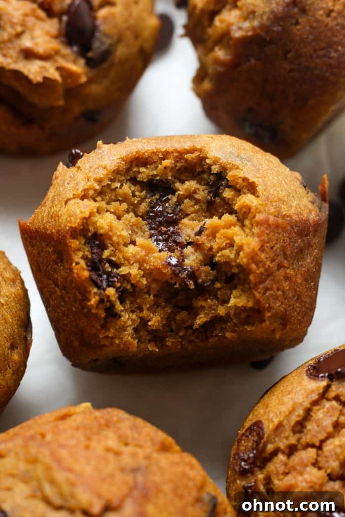 Close-up of a gooey, moist gluten-free pumpkin muffin with melted chocolate chips, ready to eat.