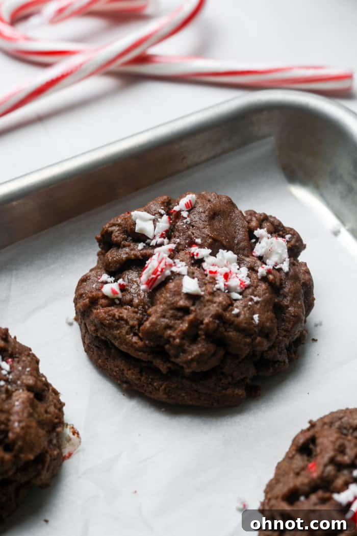 Freshly baked chocolate candy cane cookies on a baking sheet, golden and slightly soft.